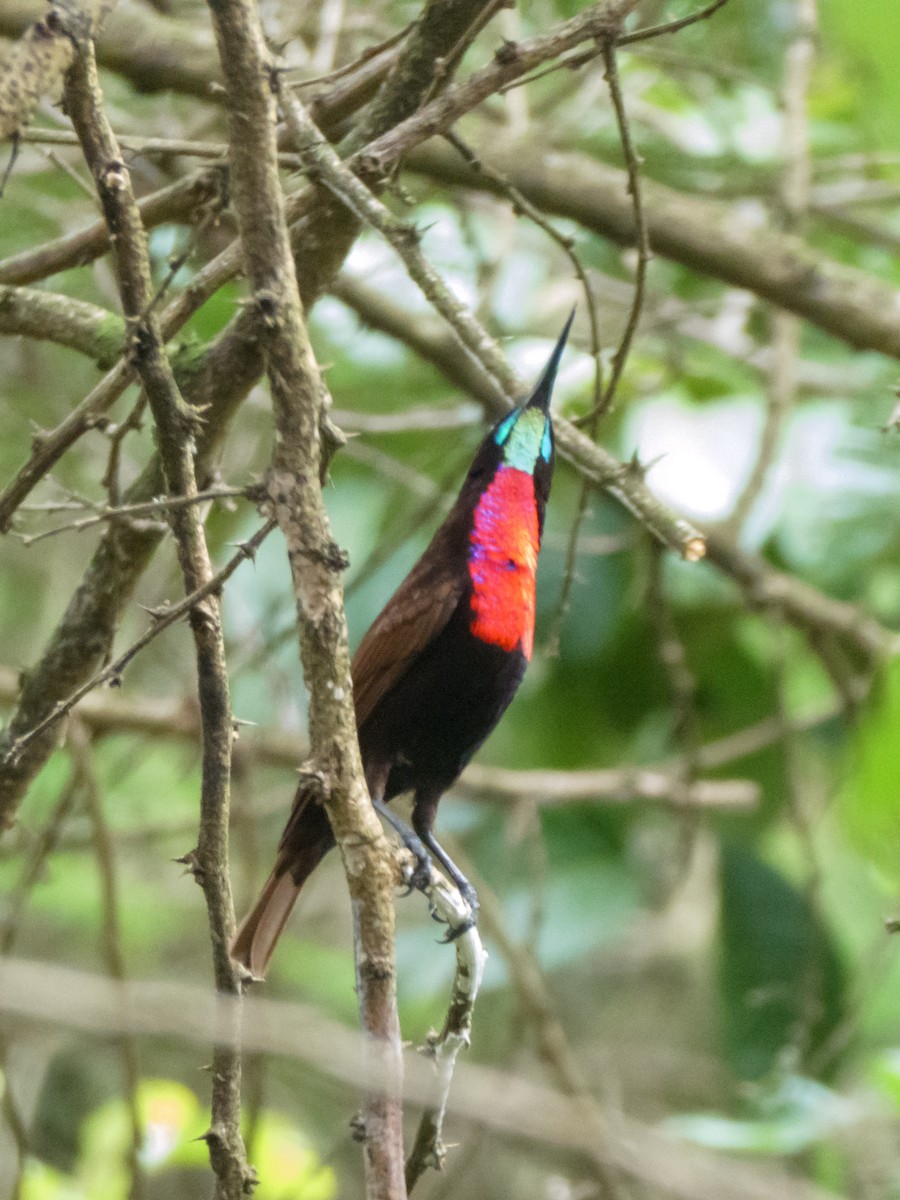 Scarlet-chested Sunbird - Eric Link