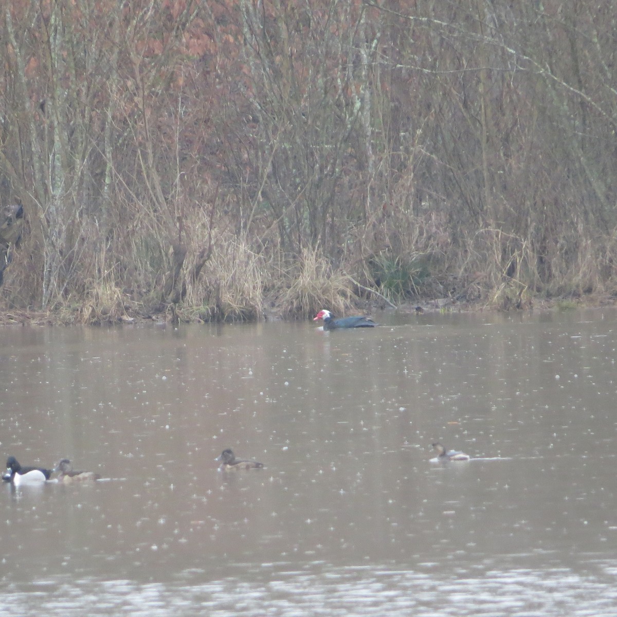 ノバリケン（家畜） - ML615732839