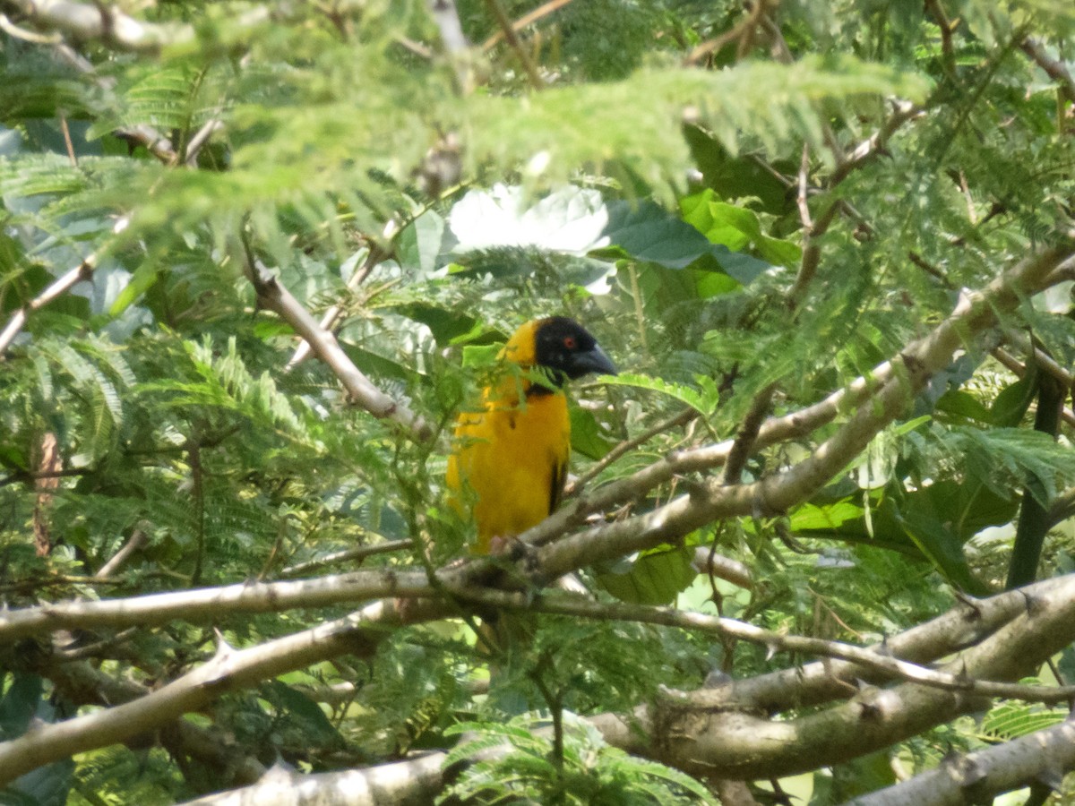 黑頭織雀 - ML615732840