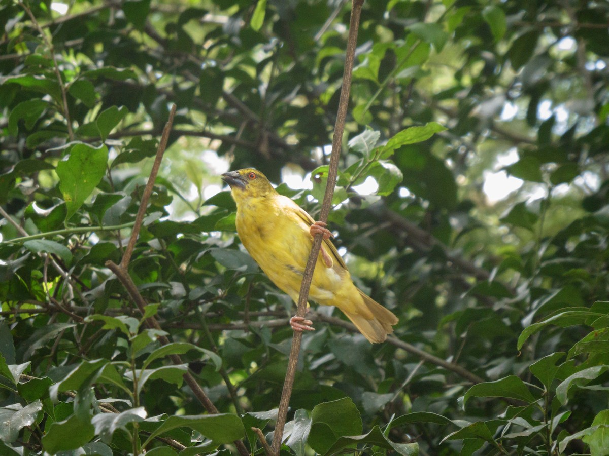 Village Weaver - Eric Link