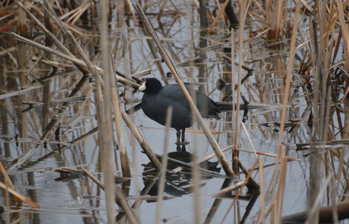 American Coot - ML615732870