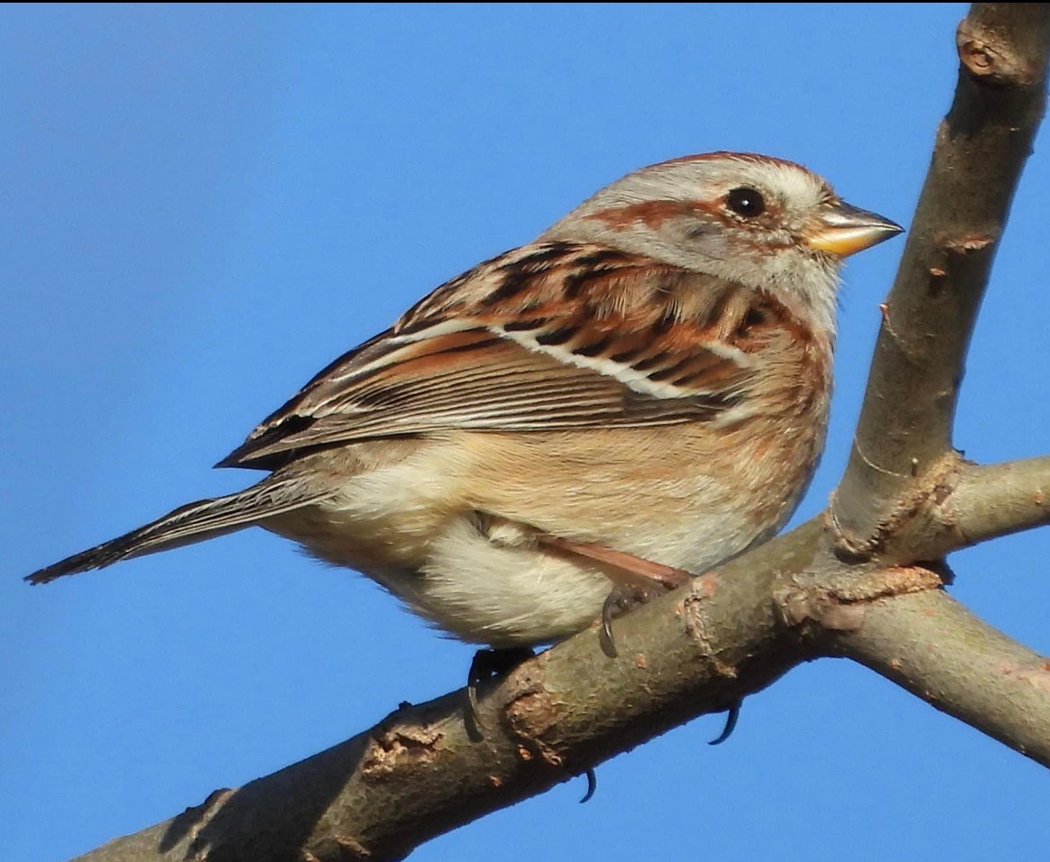 American Tree Sparrow - ML615732873
