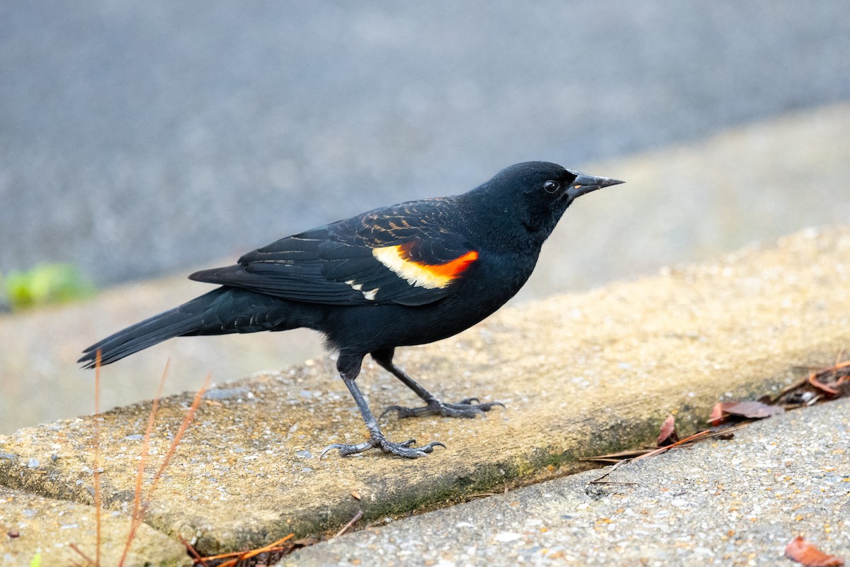 Red-winged Blackbird - Doug Norwood