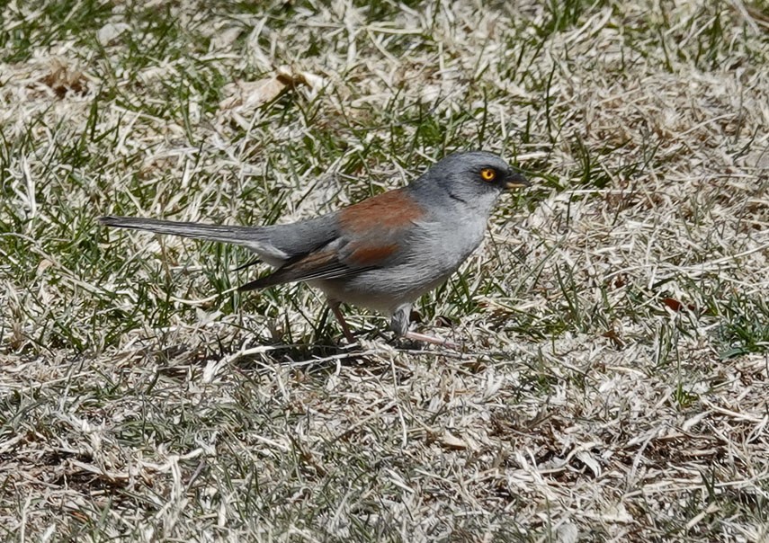 Yellow-eyed Junco - Cathy Beck