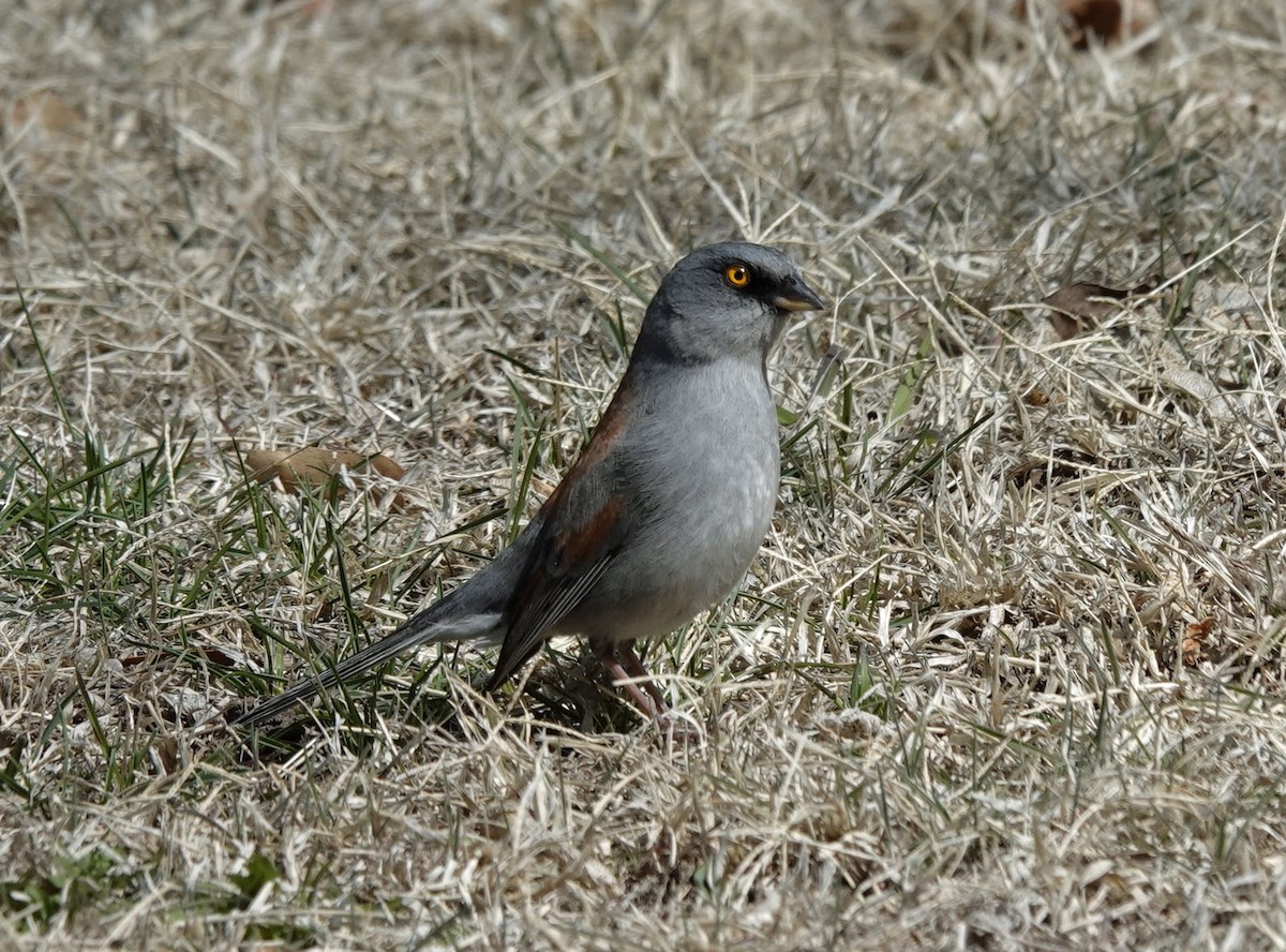 Junco aux yeux jaunes - ML615732898