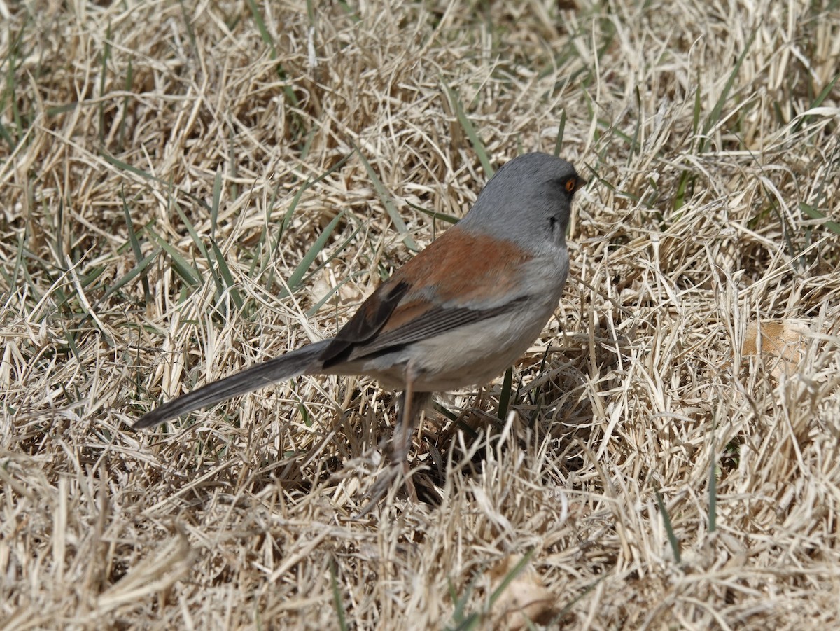 Yellow-eyed Junco - Cathy Beck