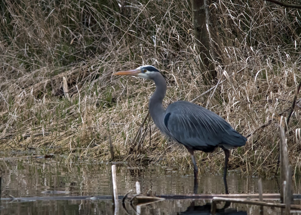 Great Blue Heron - ML615732949