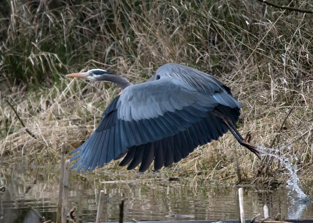 Great Blue Heron - ML615732950