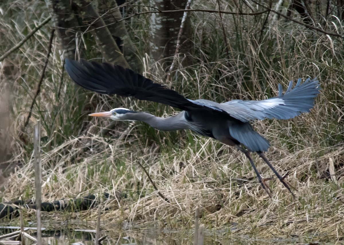 Garza Azulada - ML615732953