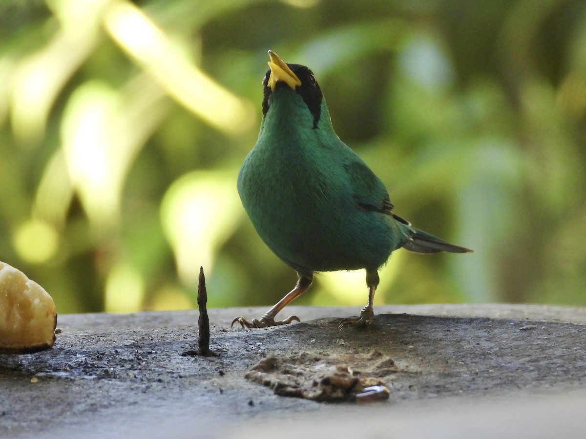 Mielerito Verde - ML615732956