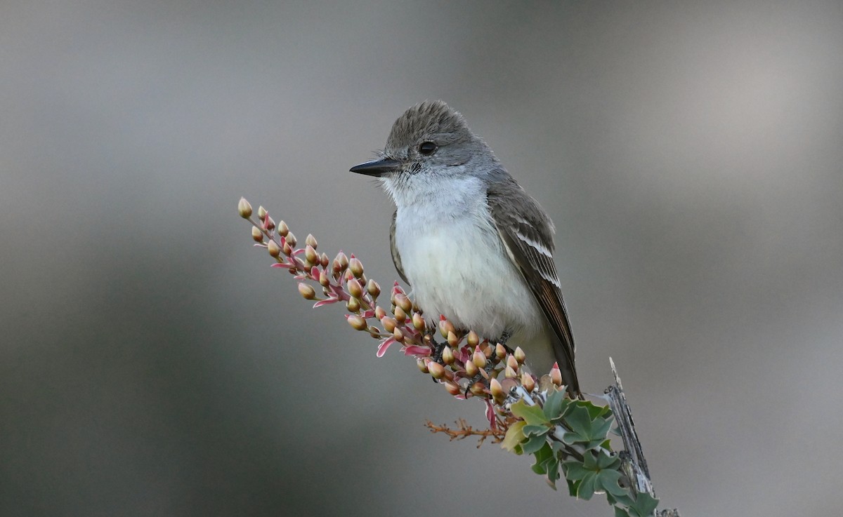 Ash-throated Flycatcher - ML615732980