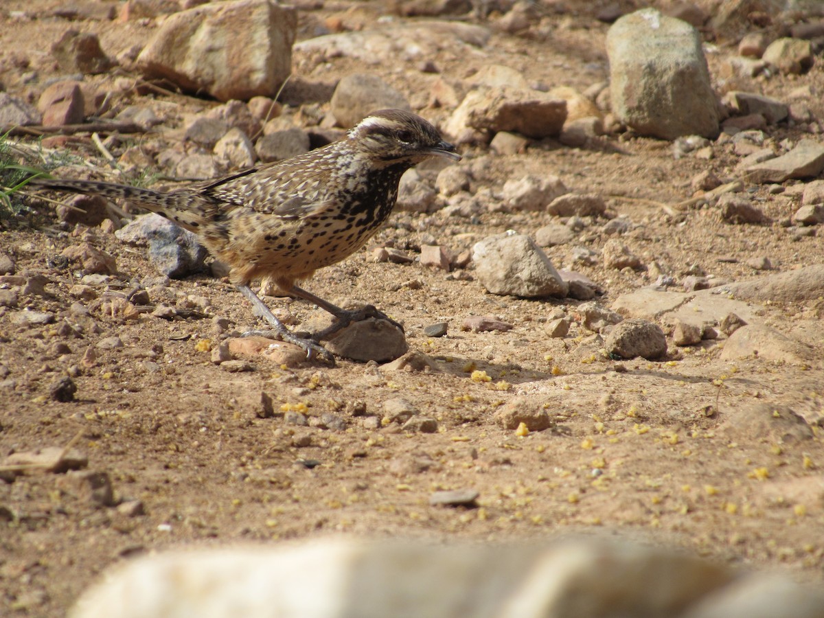 Cactus Wren - ML615732983