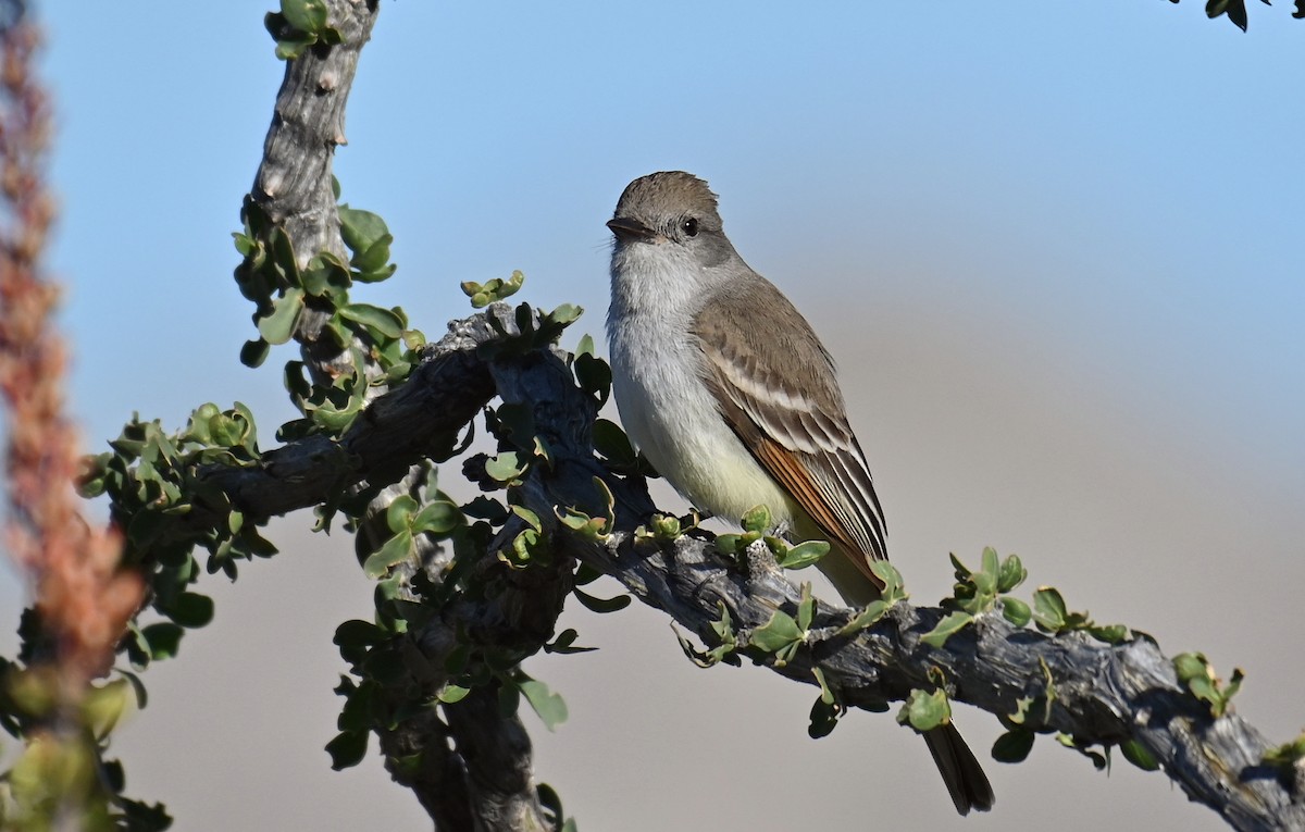 Ash-throated Flycatcher - Ryan O'Donnell