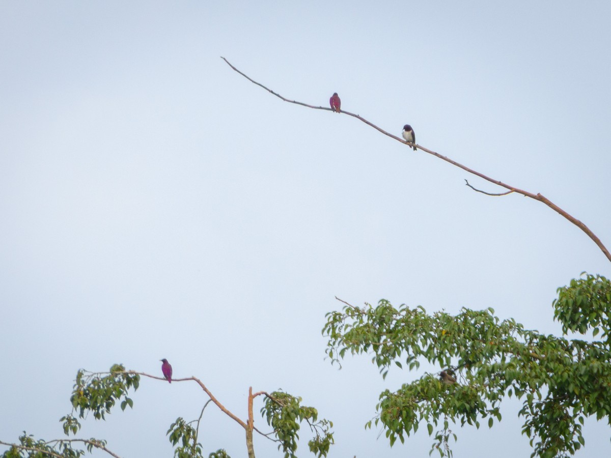 Violet-backed Starling - ML615733009