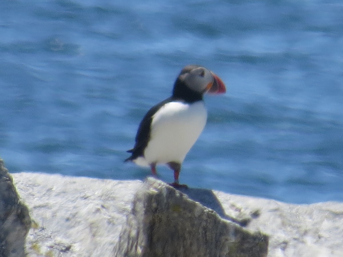 Atlantic Puffin - ML61573301