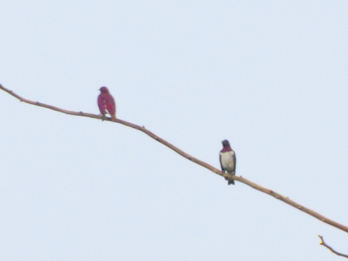 Violet-backed Starling - Eric Link