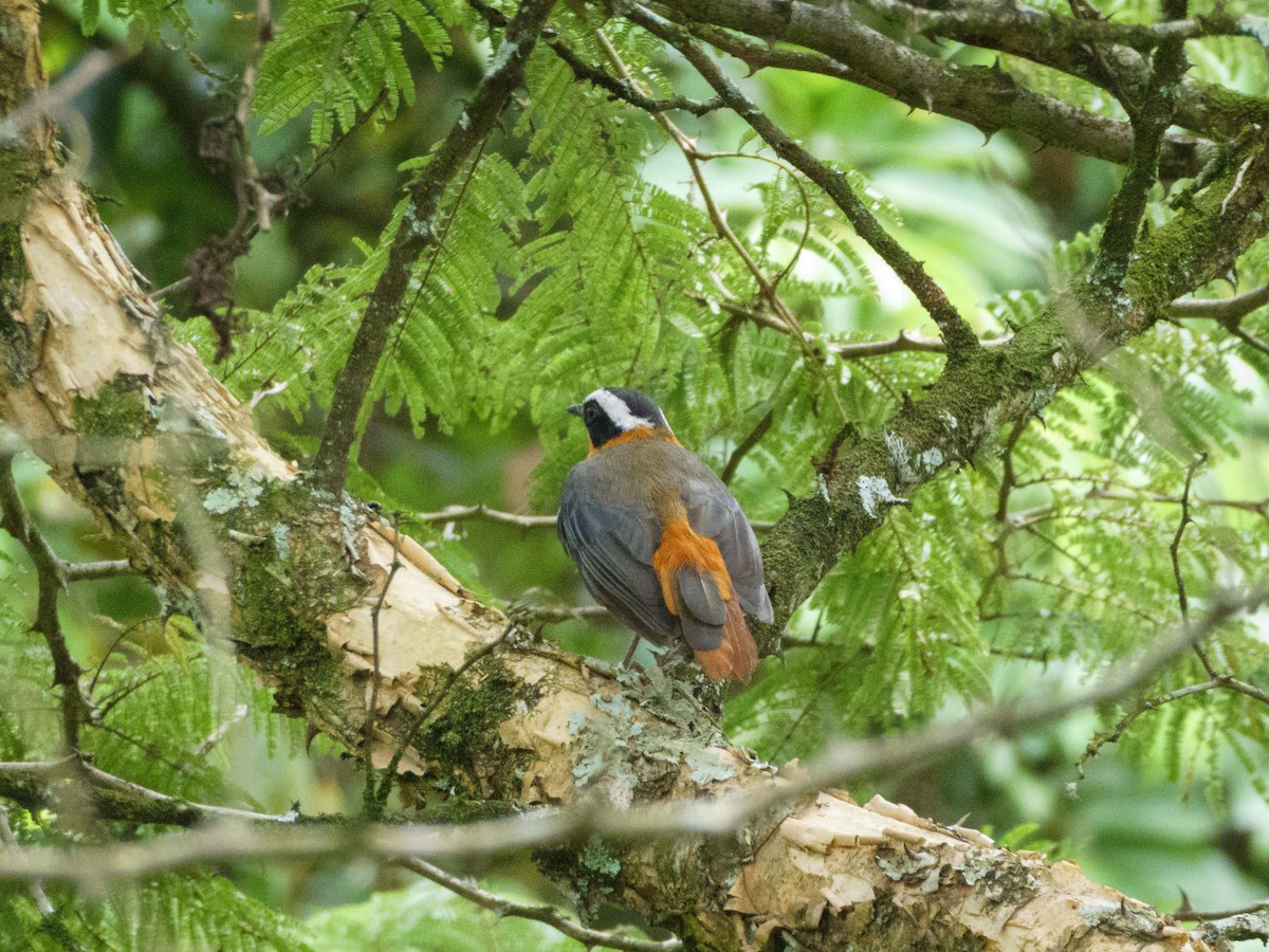 White-browed Robin-Chat - Eric Link