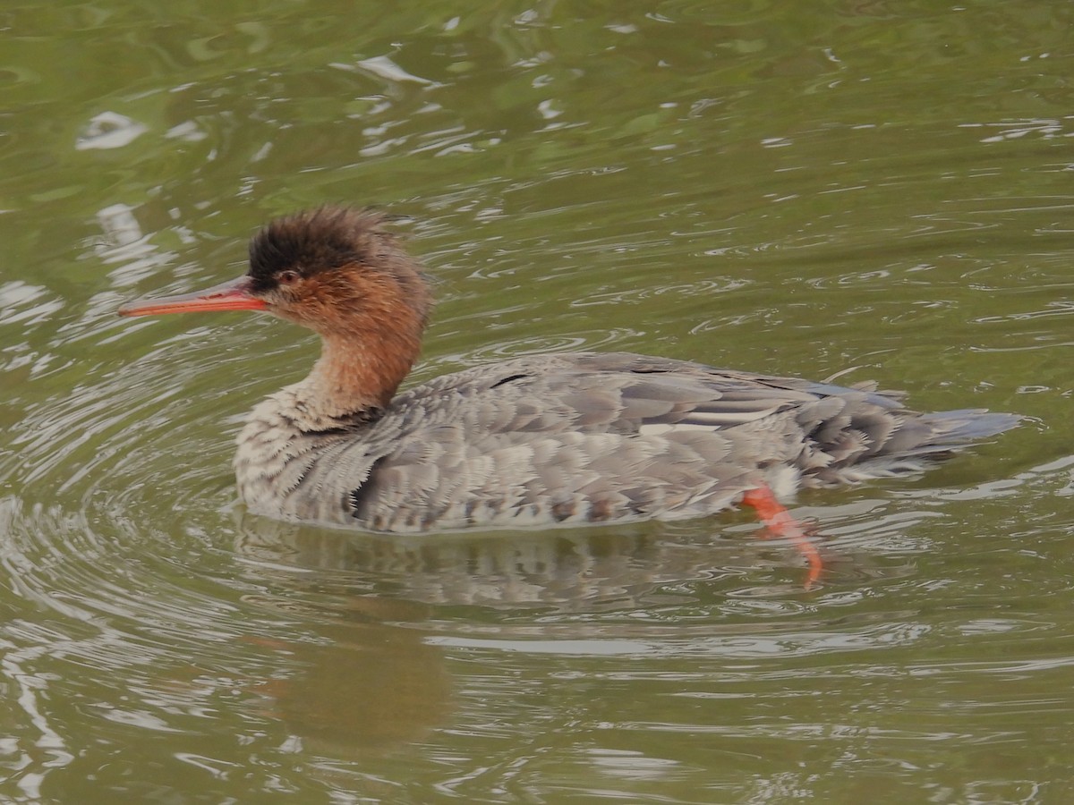 Red-breasted Merganser - ML615733056