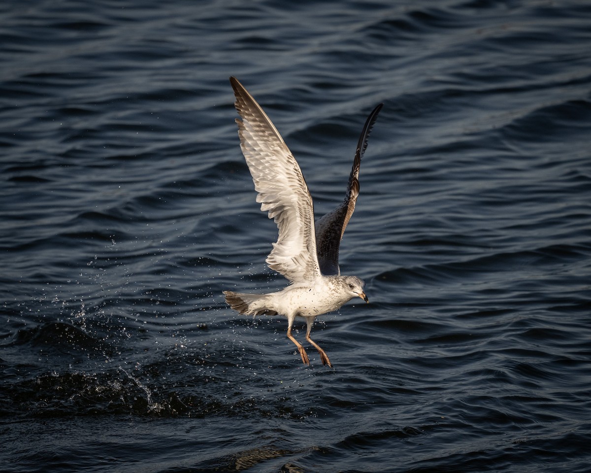 Ring-billed Gull - ML615733062