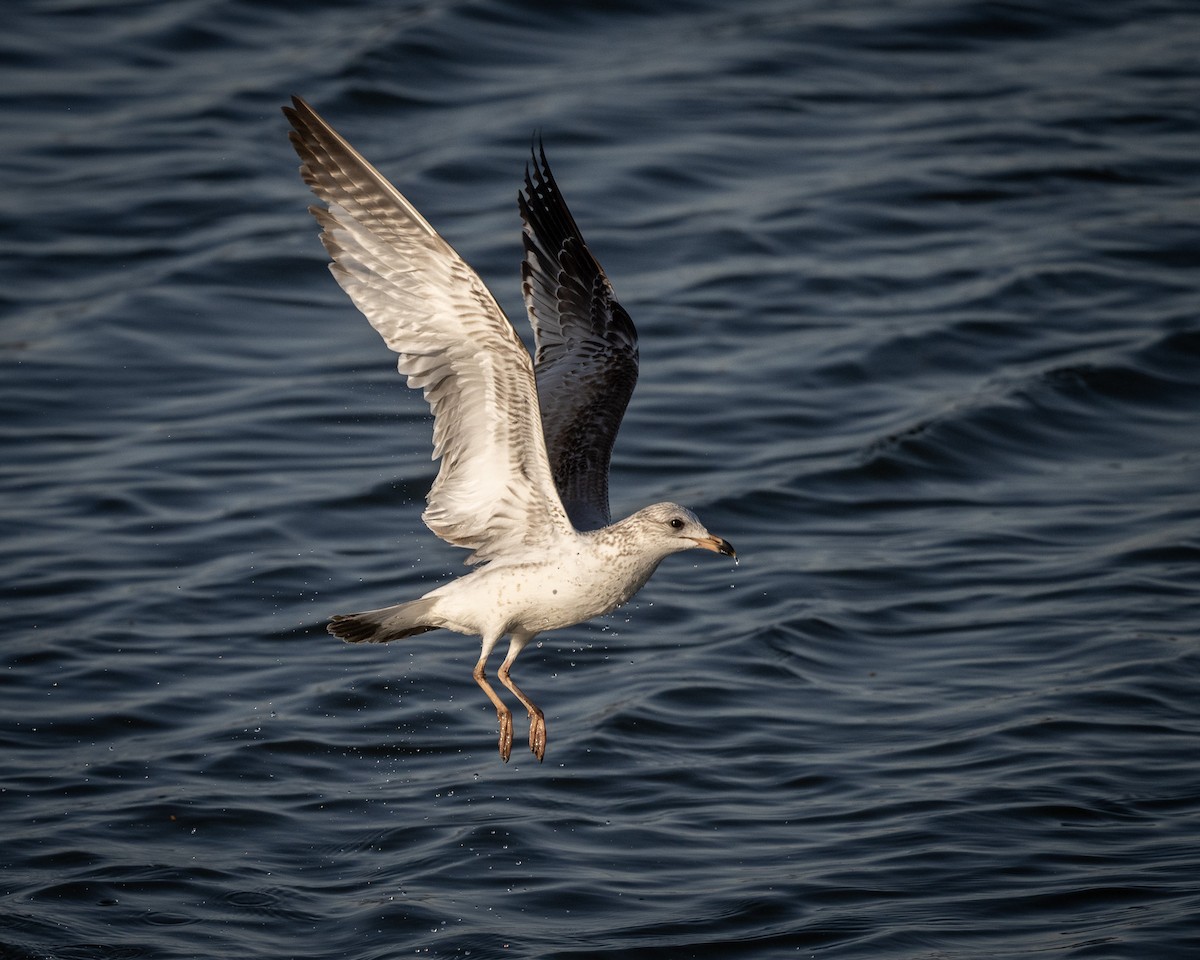 Ring-billed Gull - ML615733064