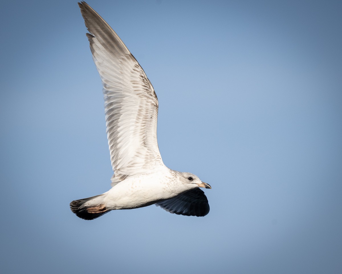 Ring-billed Gull - ML615733065