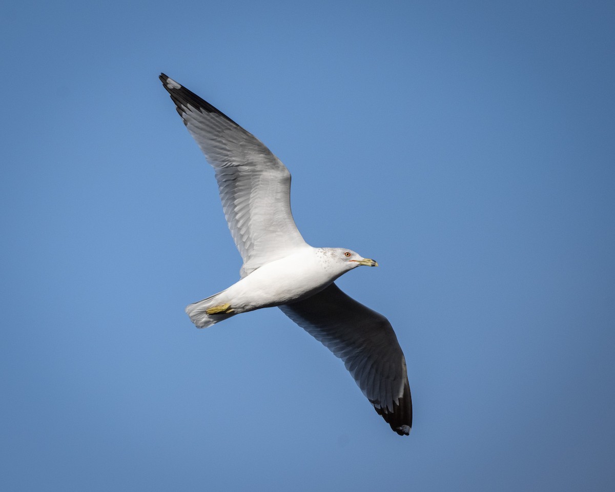 Ring-billed Gull - ML615733066