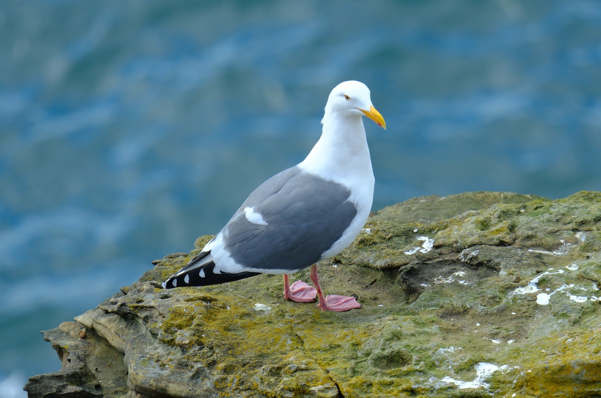 Western Gull - ML615733070