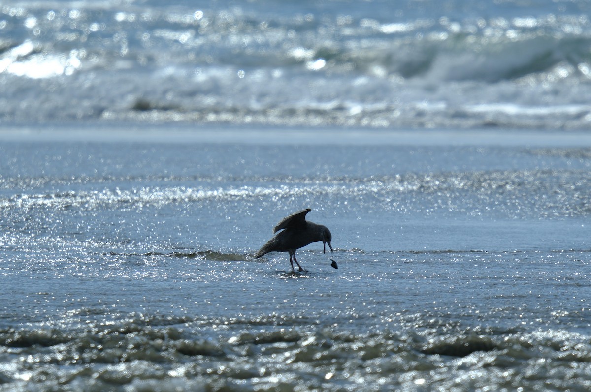 California Gull - ML615733081