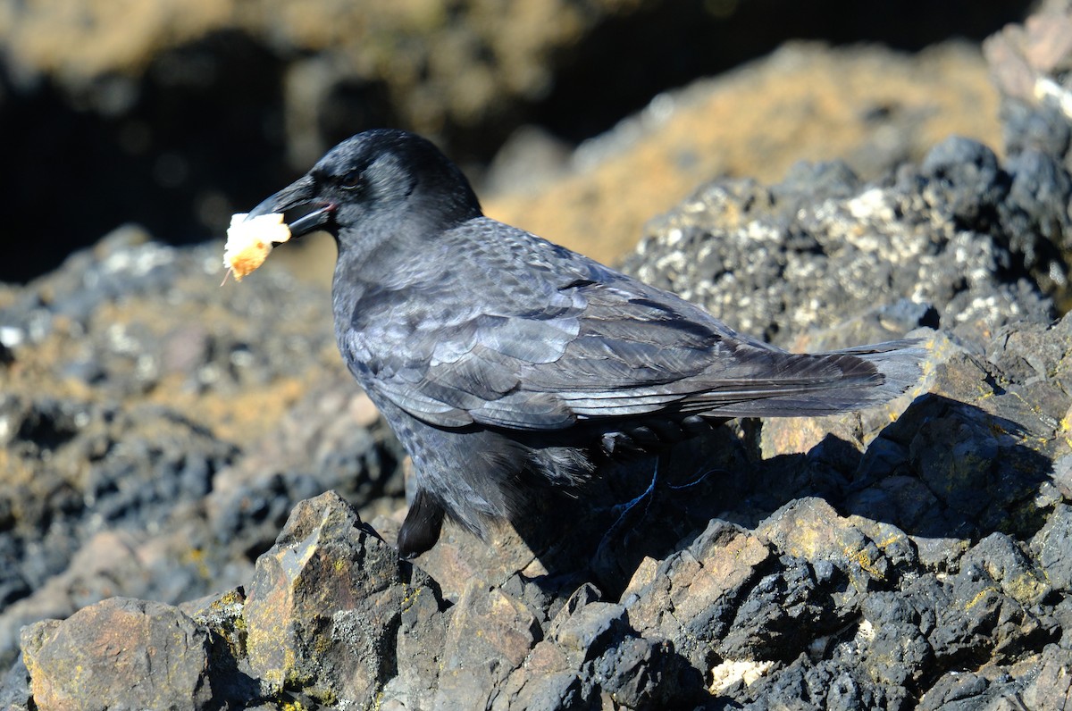 American Crow - ML615733089