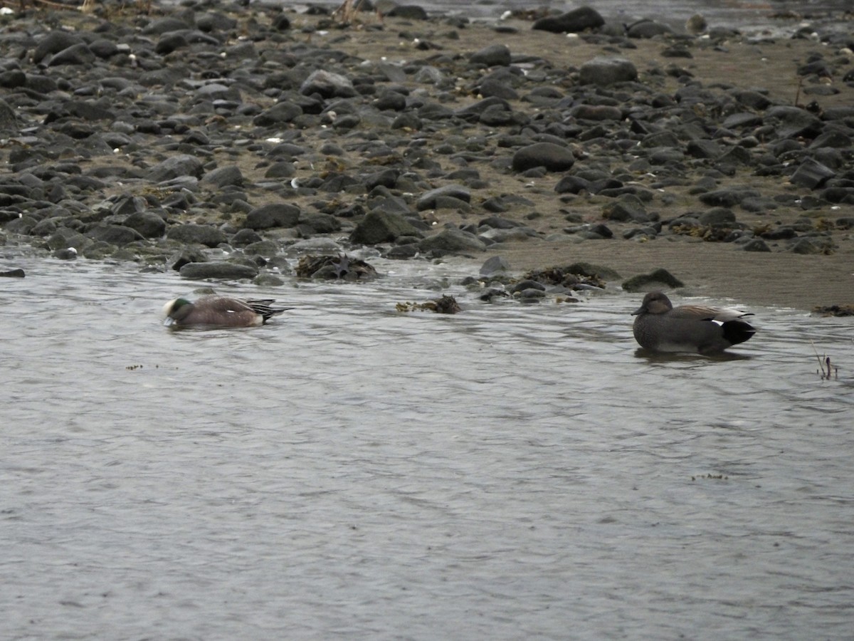 American Wigeon - ML615733300