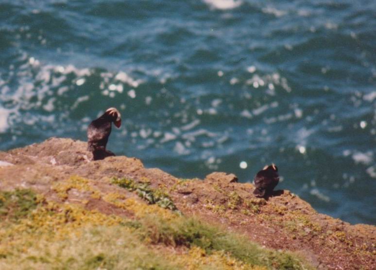 Tufted Puffin - Hendrik Herlyn