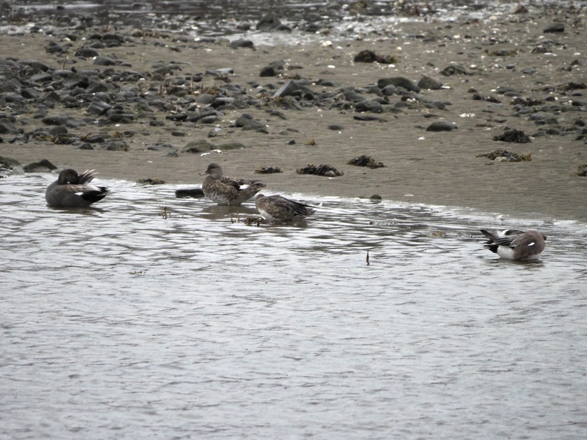 Gadwall - ML615733349