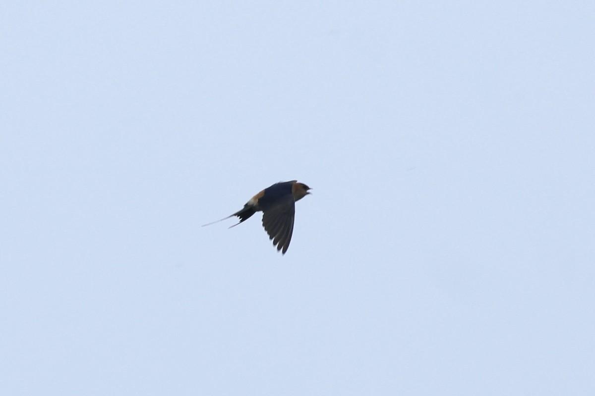 Red-rumped Swallow - ML615733472