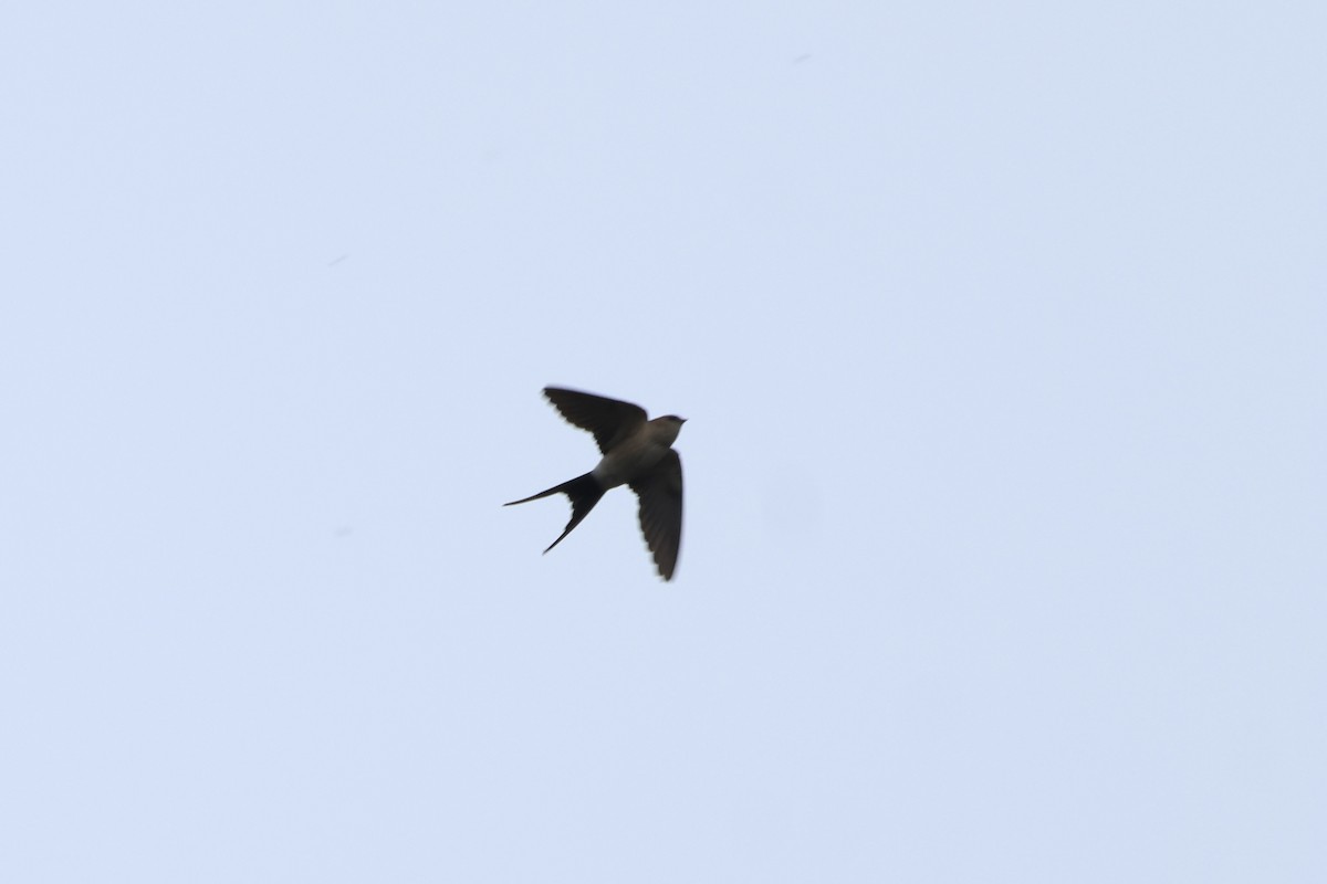 Red-rumped Swallow - ML615733473