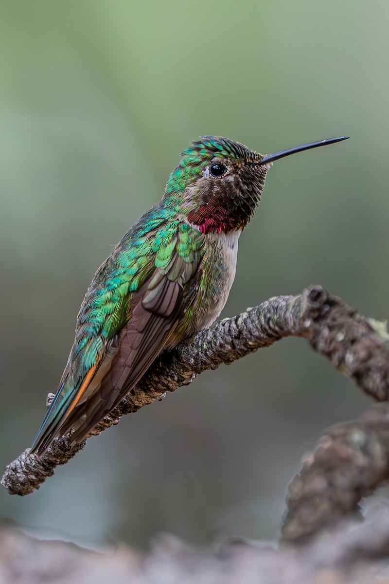Broad-tailed Hummingbird - Ian Wright