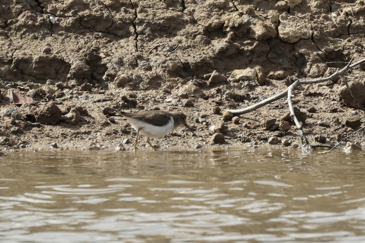 Common Sandpiper - E R