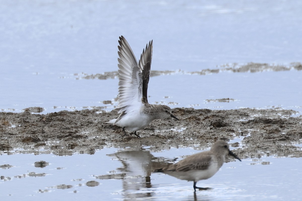 Little Stint - ML615733574