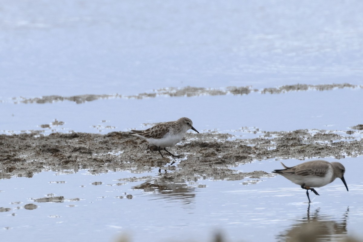 Little Stint - ML615733579