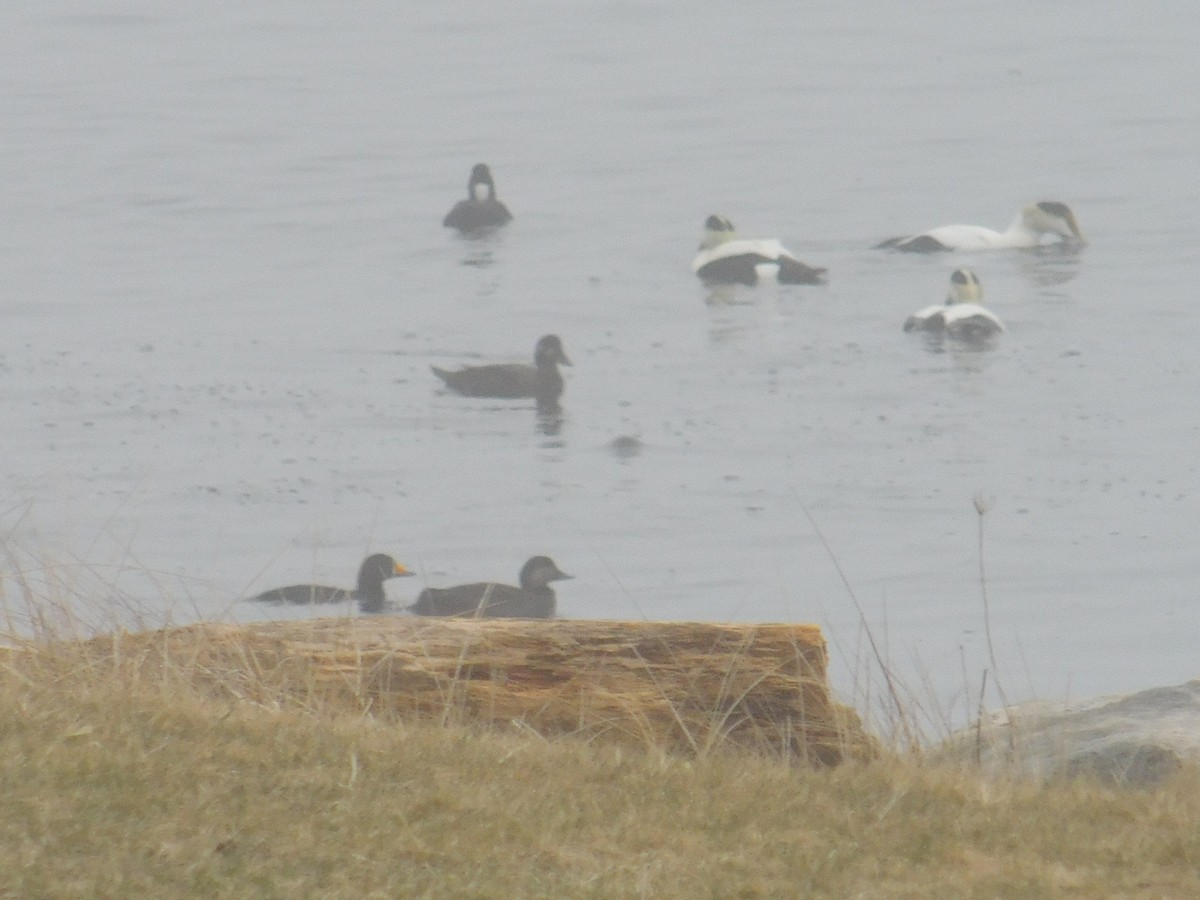 Black Scoter - ML615733598