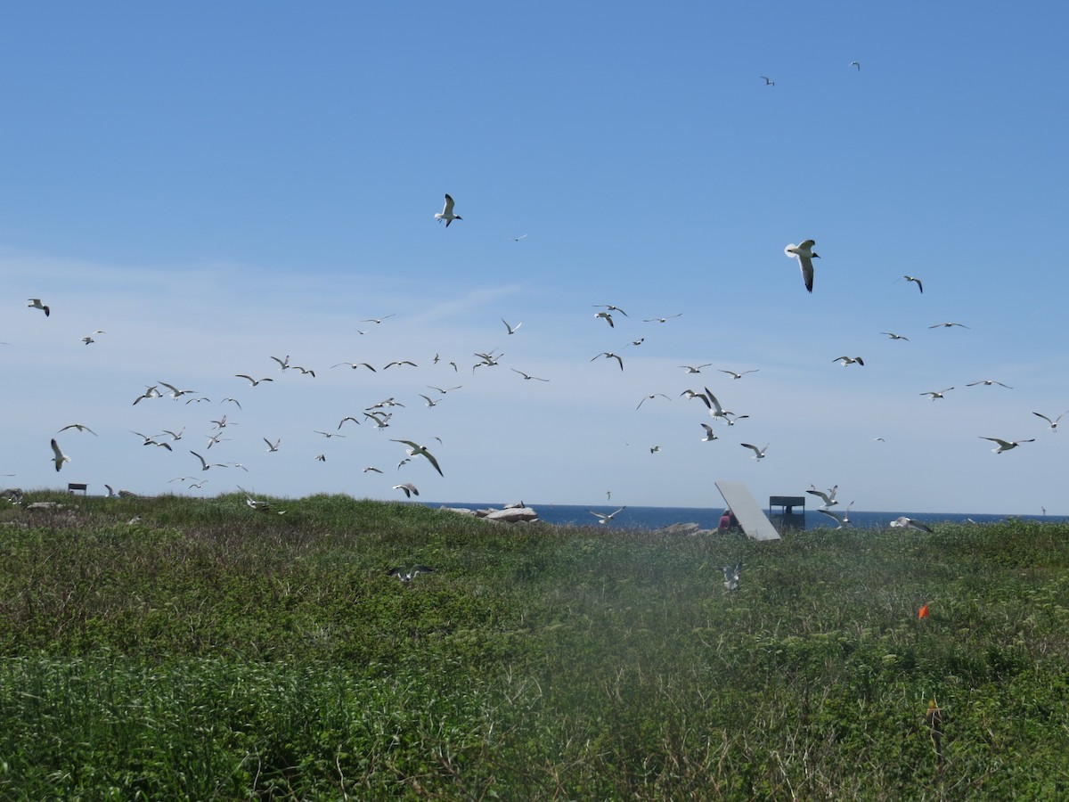 Mouette atricille - ML61573361