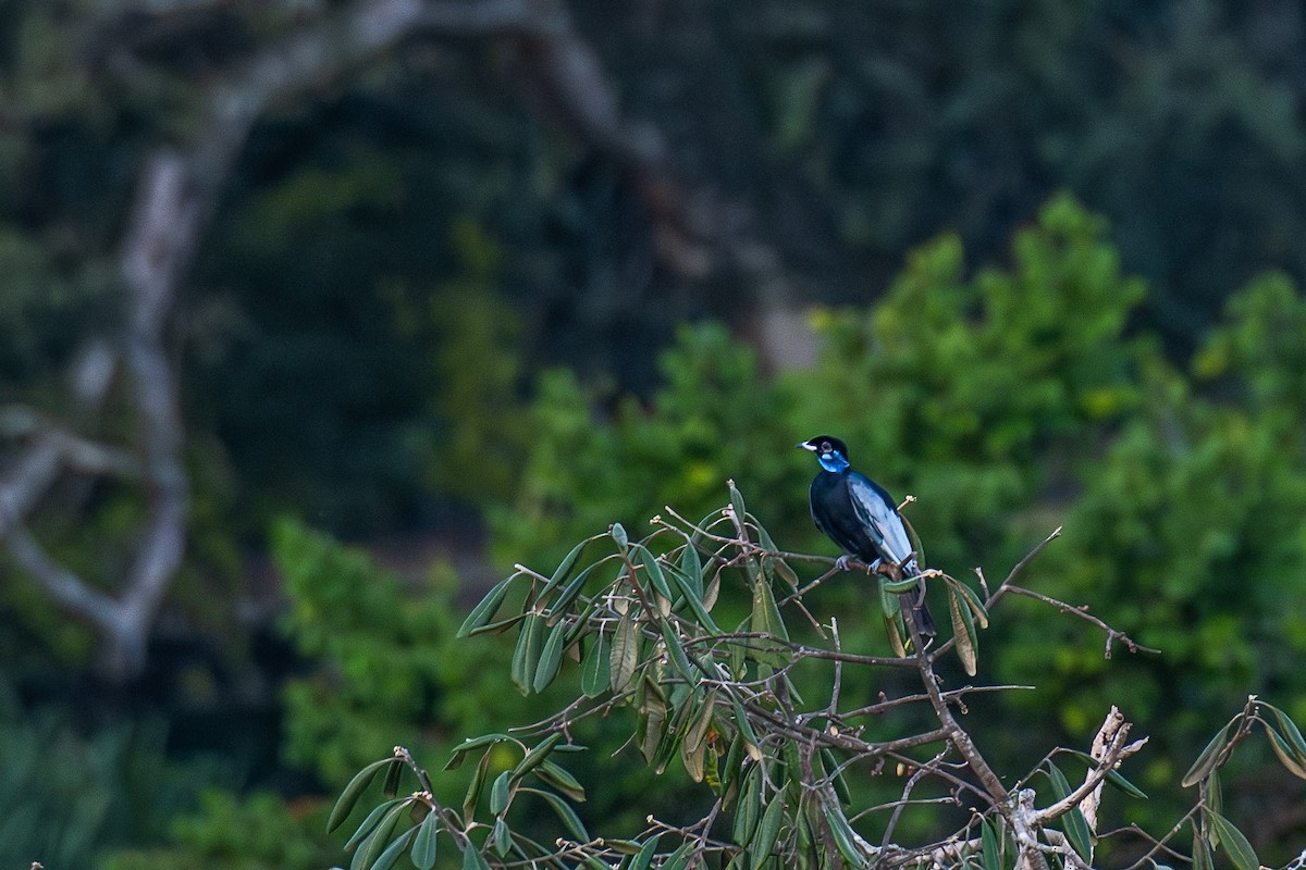 Cotinga à col nu - ML615733647