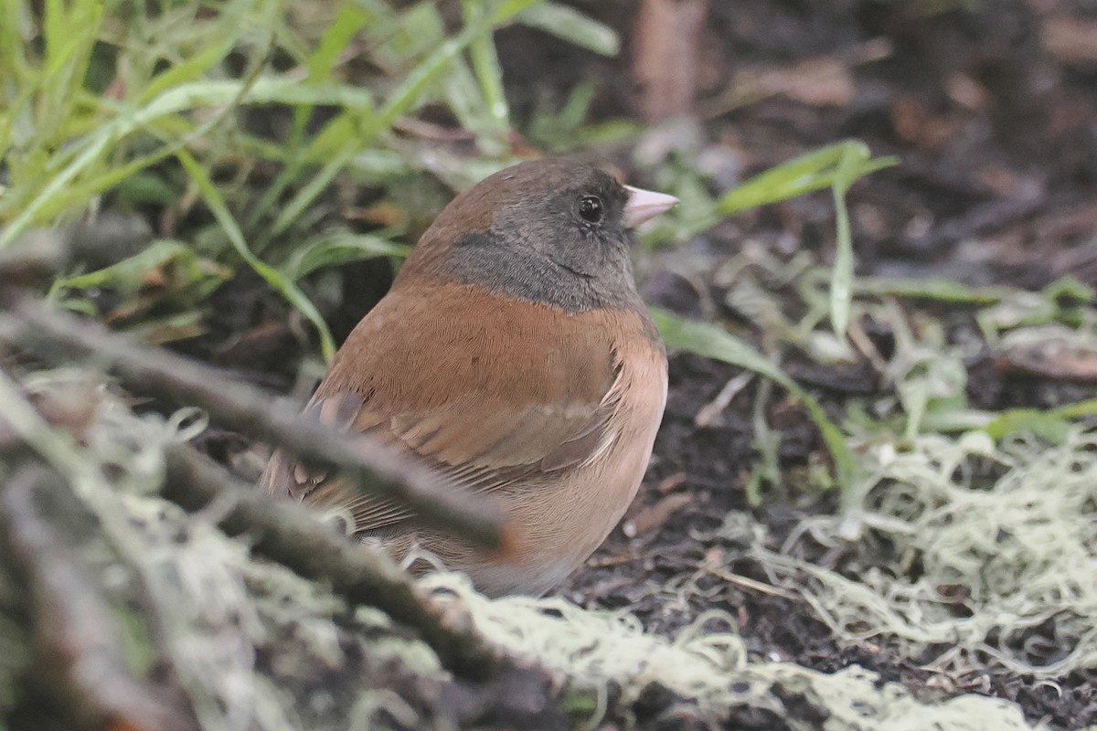 Dark-eyed Junco (Oregon) - ML615733693