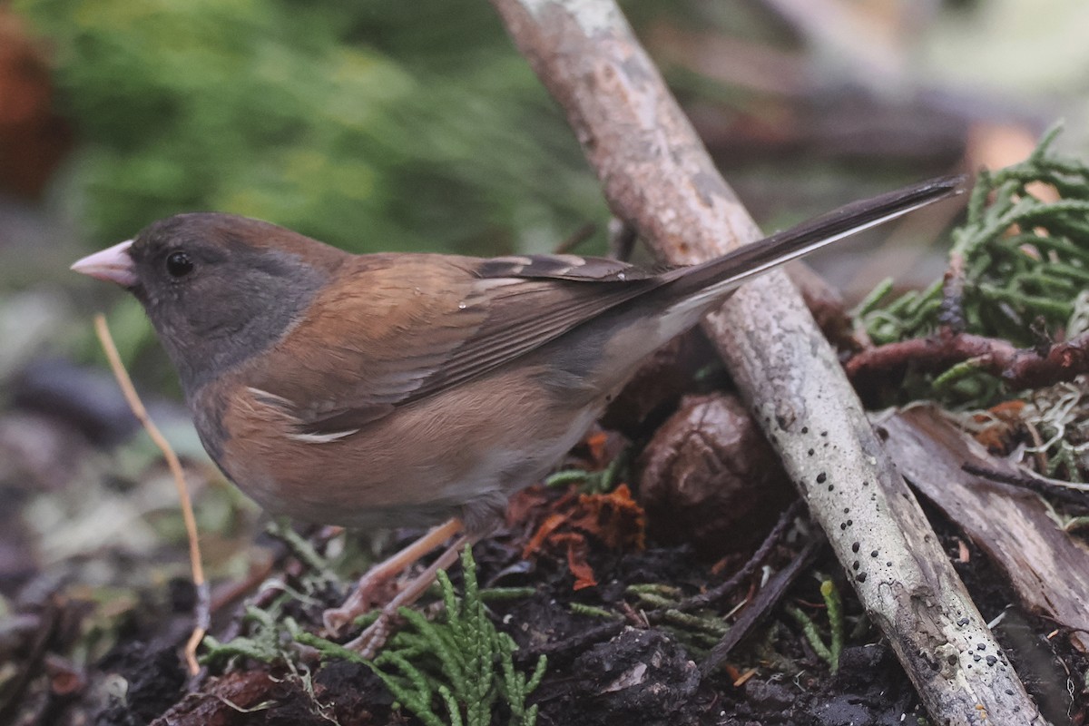 Dark-eyed Junco (Oregon) - ML615733694