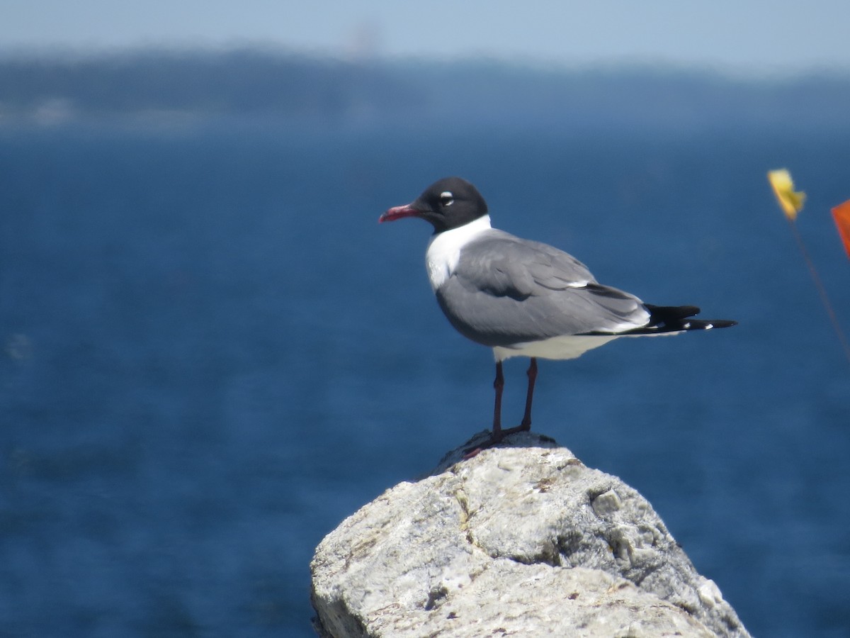 Laughing Gull - Luke Pheneger