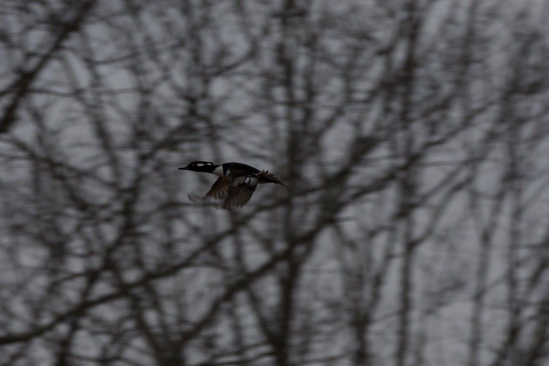 Hooded Merganser - ML615733713