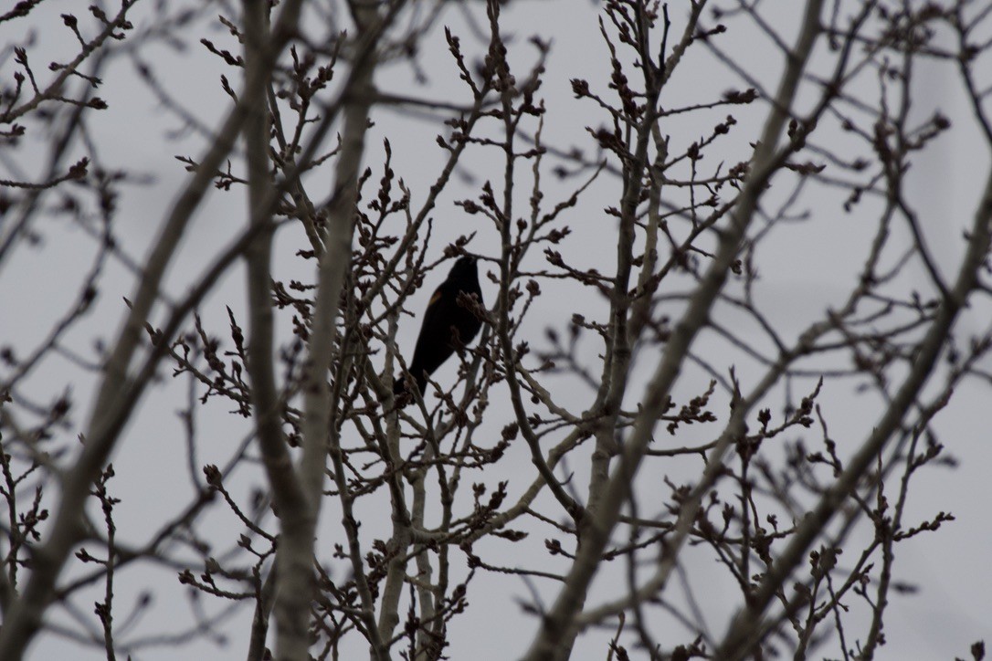Red-winged Blackbird - ML615733725