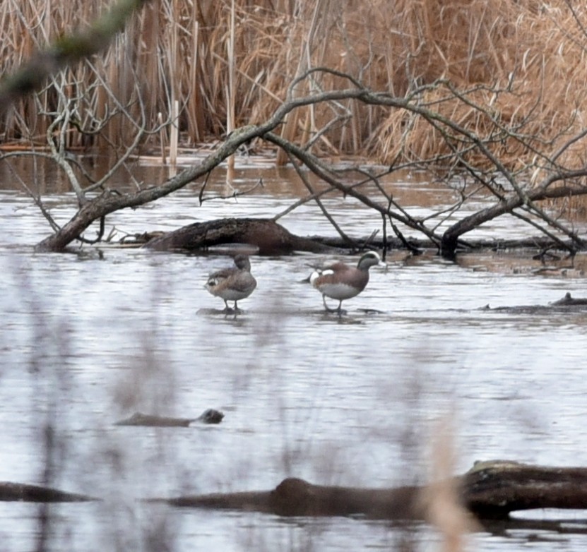 American Wigeon - ML615733774