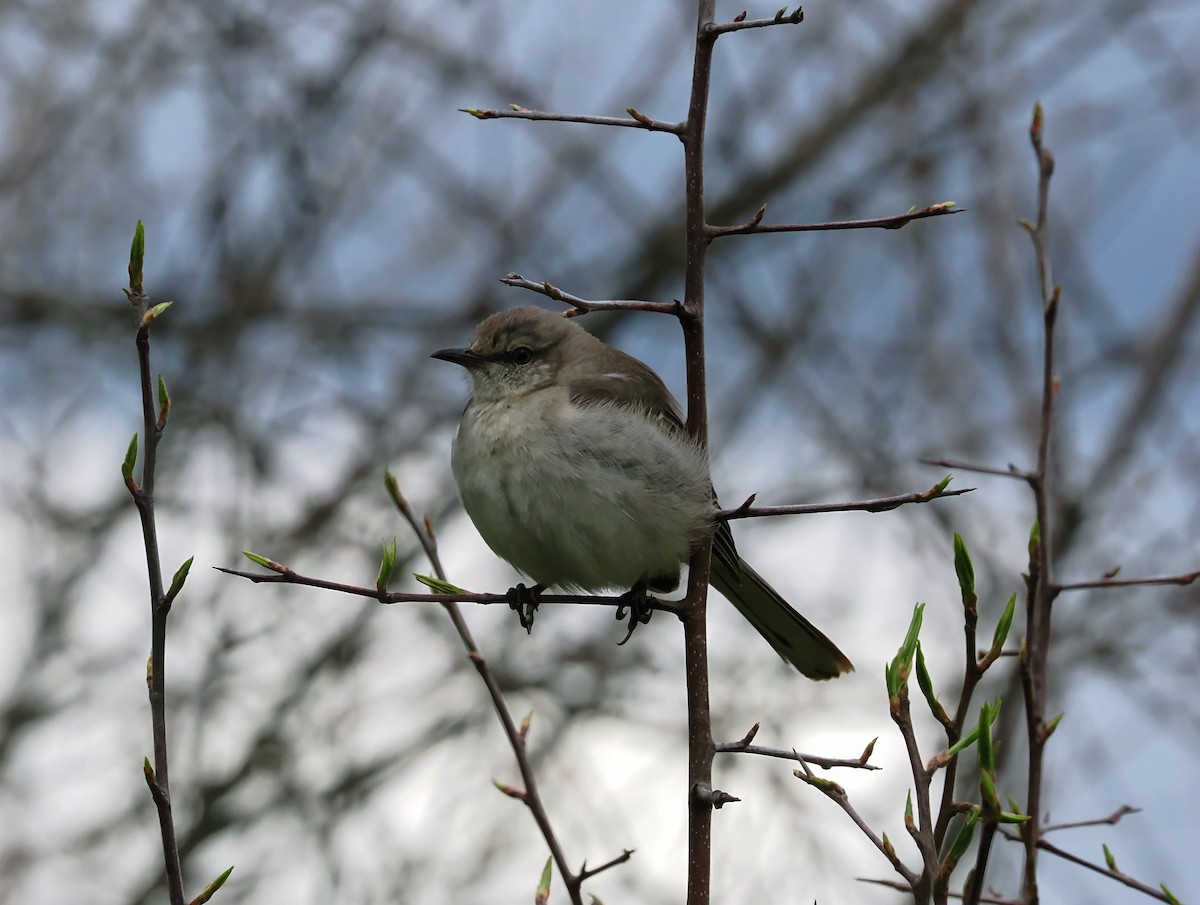 Northern Mockingbird - ML615733817