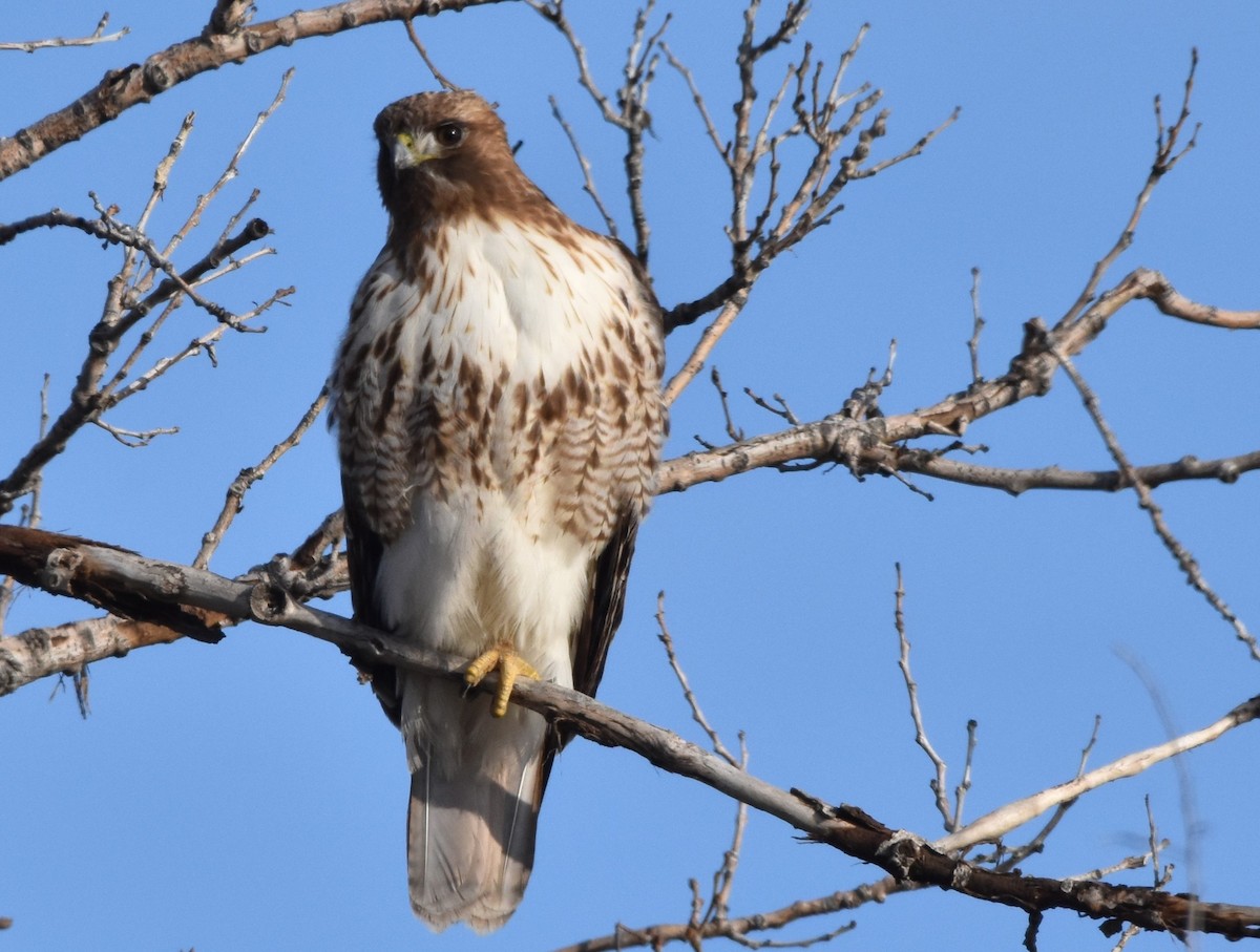 Red-tailed Hawk - ML615733829