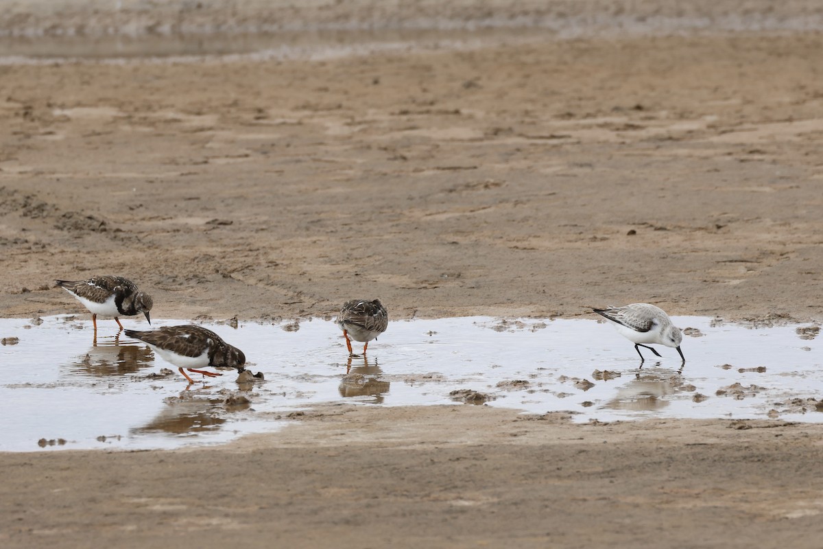 Ruddy Turnstone - ML615733846